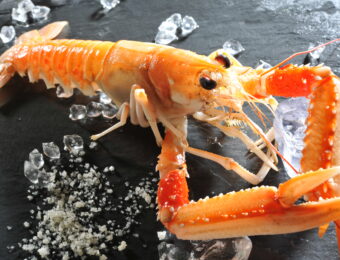 Langoustine_Océalliance