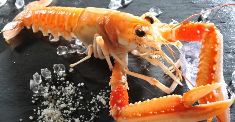 Langoustine_Océalliance