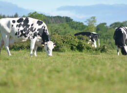 Vaches broutant dans un champ