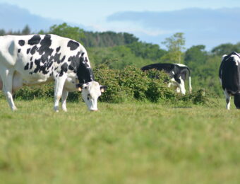 Vaches broutant dans un champ